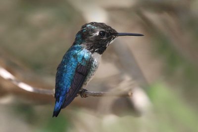 ColibrÃ¬ verbena