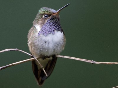 ColibrÃ¬ volcanero