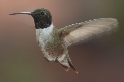 ColibrÃ¬ golanera