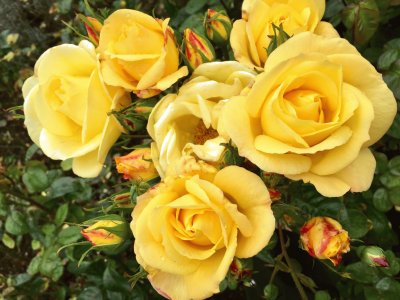 Yellow Roses Flowers