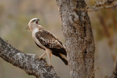 Cresta di falco aquila