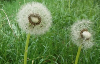 Flor de Pupe