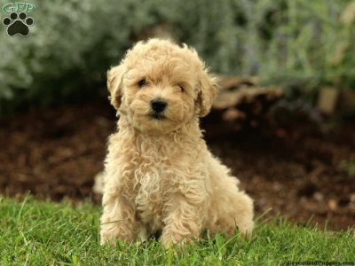 Miniature poodle