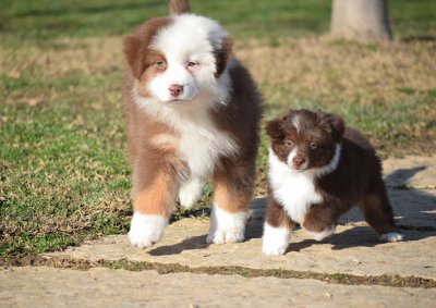 Miniature american shepherd