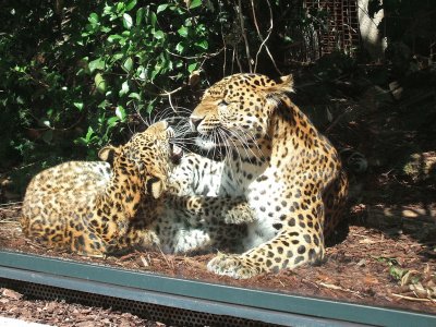 Leopardo della cina orientale