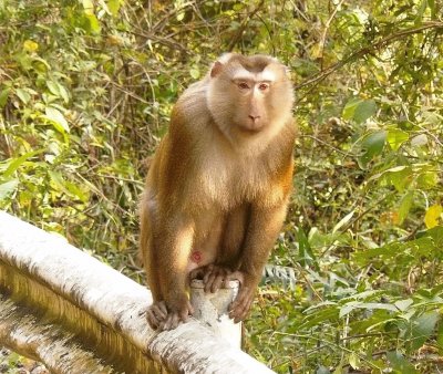 Macaca leonina