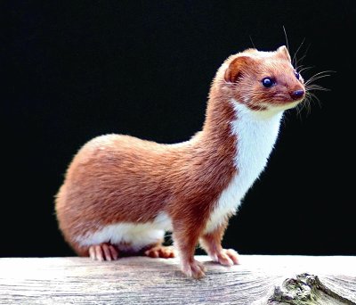 Mustela nivalis