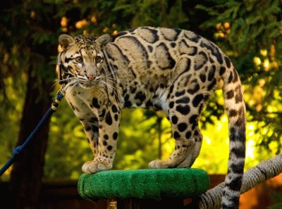 Leopardo nebuloso