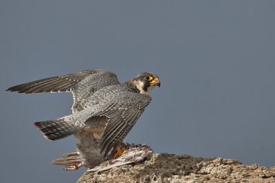 Falco di barberia