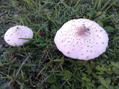 mushrooms in my garden