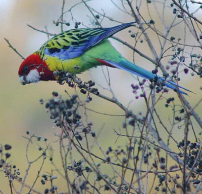 Rosella orientale