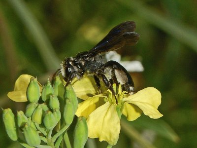 Andrena agilissima