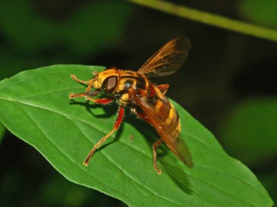 Milesia crabroniformis