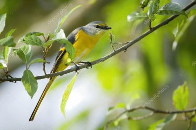 Minivet codalunga