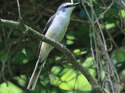 Minivet groppabruna