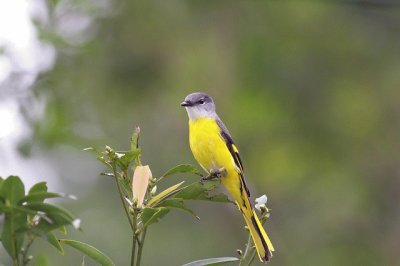 Minivet mentogrigio