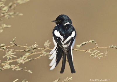 Minivet panciabianca