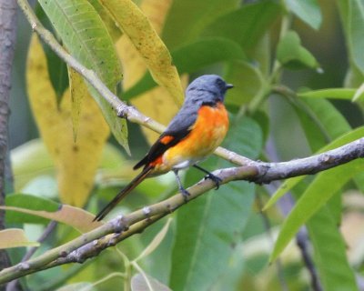 Minivet piccolo