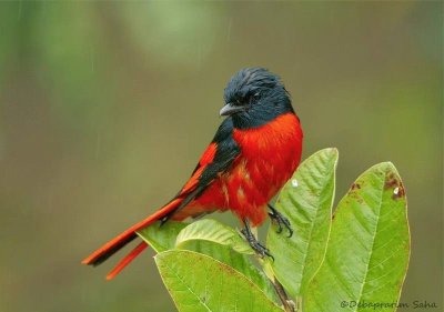 Minivet scarlatto