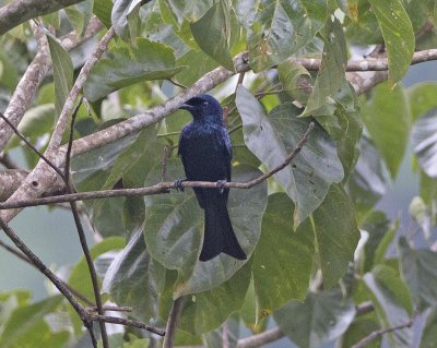 Drongo balicassio