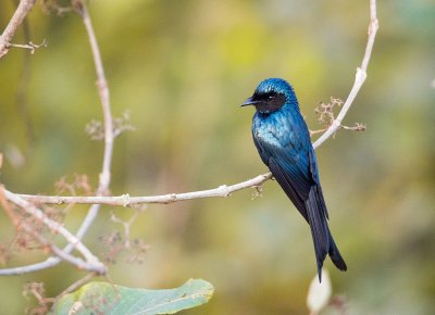 Drongo bronzeo