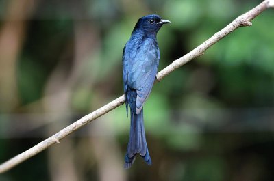 Drongo cuckoo