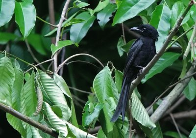 Drongo delle andamane