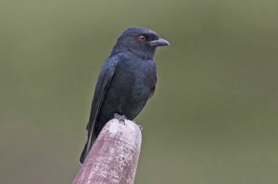 Drongo di wallacean