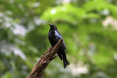 Drongo picchiettato