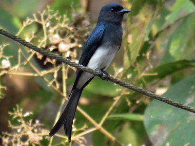 Drongo ventrebianco