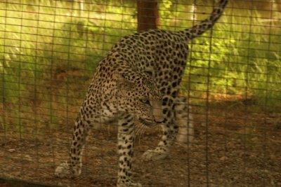 Leopardo arabo