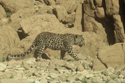 Leopardo d 'arabia