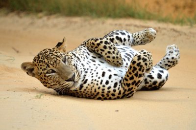 Leopardo dello sri lanka