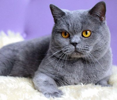 British shorthair blu