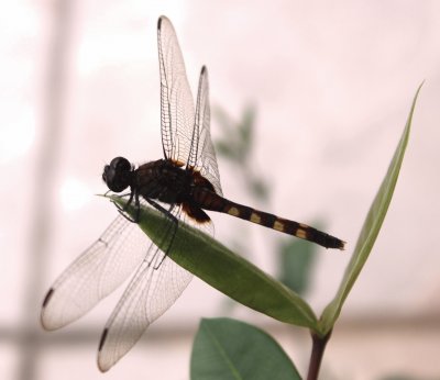 cute dragon-fly in my garden