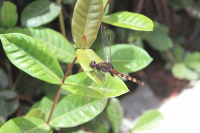 Other cut dragon-fly in my garden