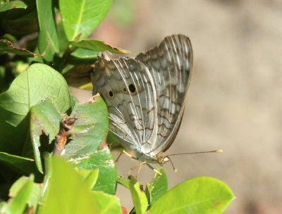 beautiful very small butterfly friend