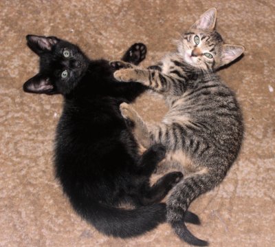 Ying yang kitten brothers