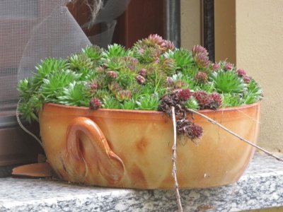 sempervivum