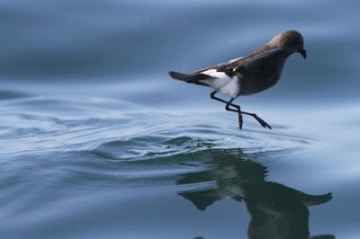 Pincoya storm petrel