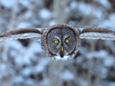 Owl in flight