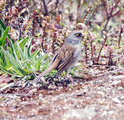 Junco del vulcano