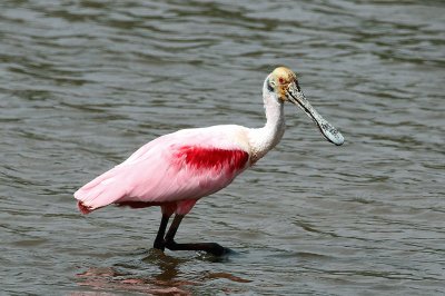 Roseate spoonbill