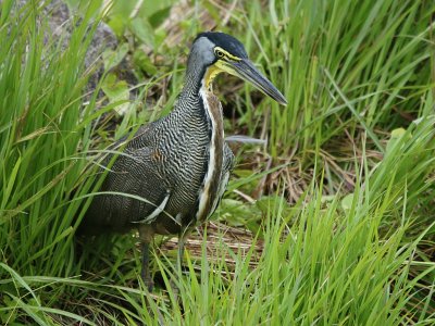 Bare throated tiger heron