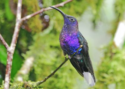 Violet sabrewing