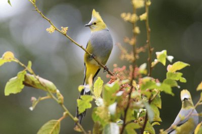 Long tailed silky fly catcher