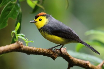 Parula pigliamosche dal collare