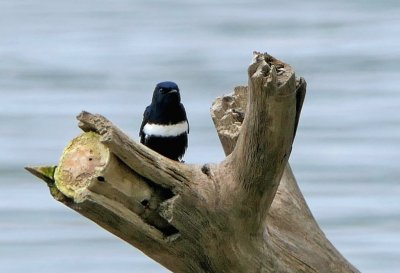 Golondrina pectorale