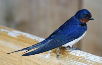 Golondrina rustica