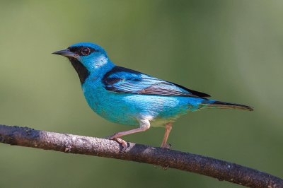 Dacnis azul